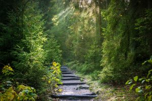 forest-2942477_960_720
