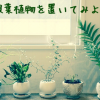 オフィスにおすすめ！観葉植物を置いてみよう！