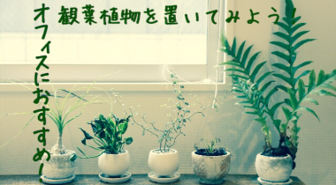 オフィスにおすすめ！観葉植物を置いてみよう！